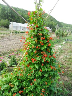 Mongeta de jardí vermella - coccineus