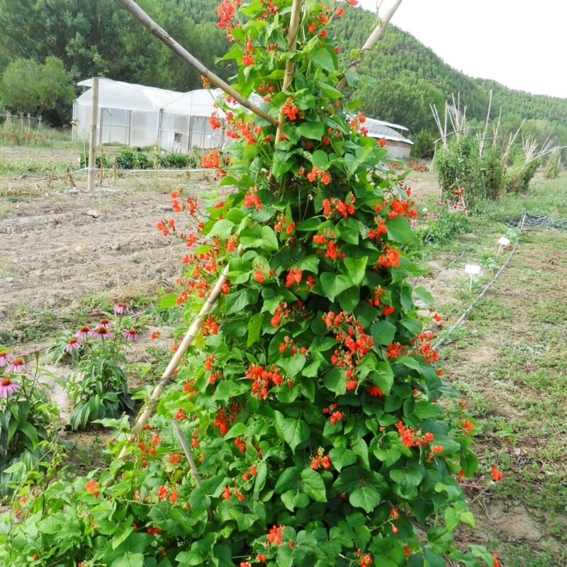 Mongeta de jardí vermella - coccineus. Varietat local.