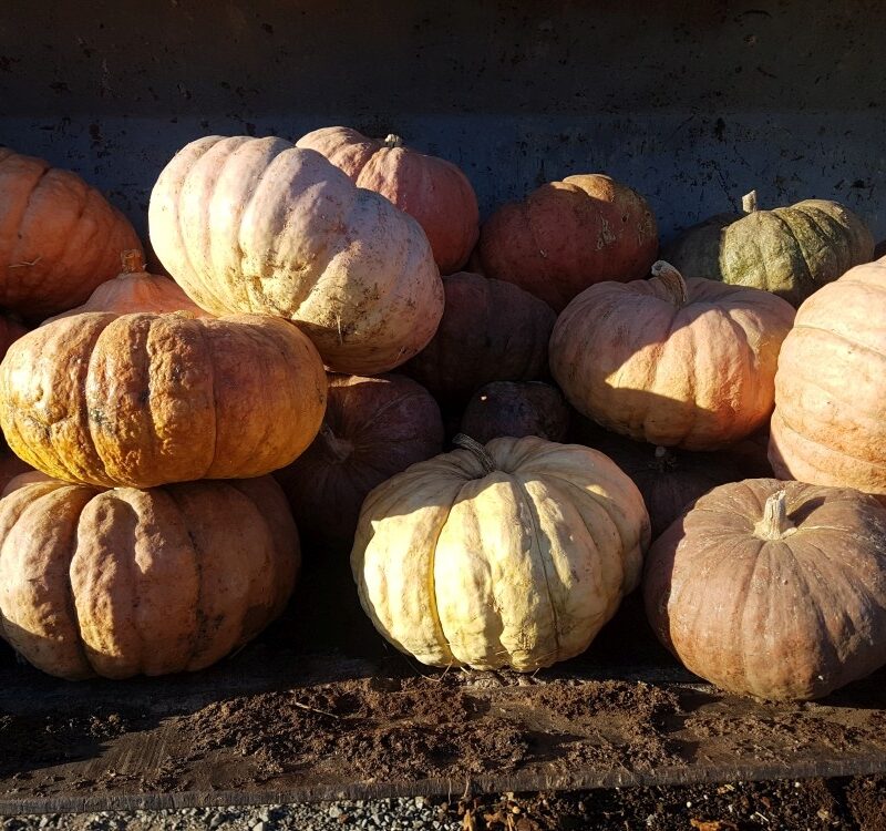 Carbassa del bon gust de Sabadell