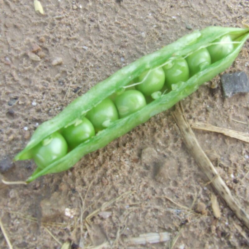 Pèsol d´Aguilar de Segarra