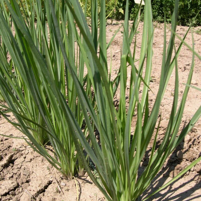 Salsafí. Varietat local.