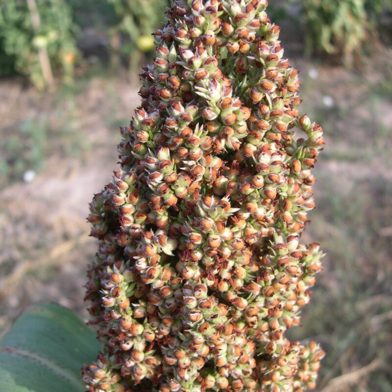 Sorgo del país