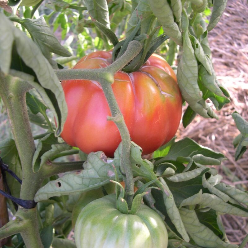 Tomàquet buit gran. Varietat local.