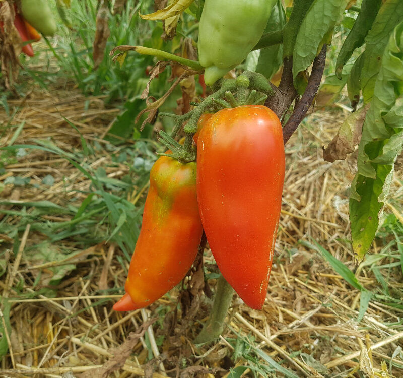 Tomàquet llarg pebrot