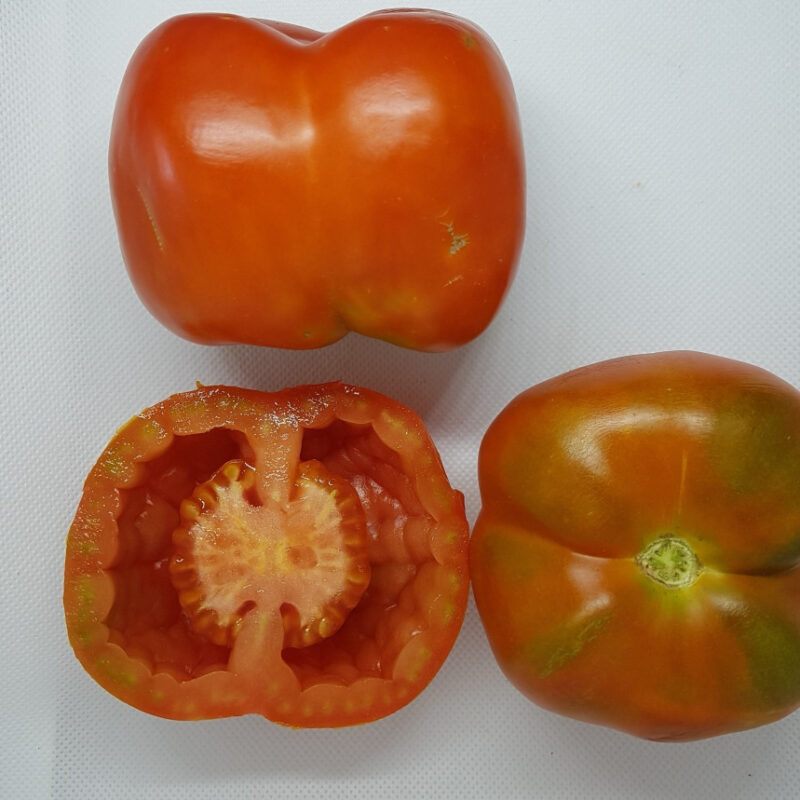 Tomàquet buit pare Benet