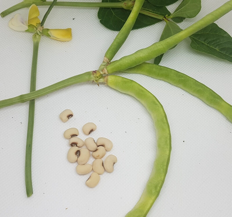 Fesolet de Caldes- vigna