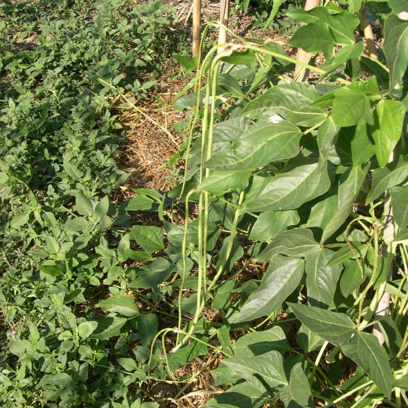 Mongeta de metro i mig - vigna