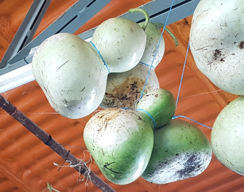 Carbassa de beure vi - lagenaria