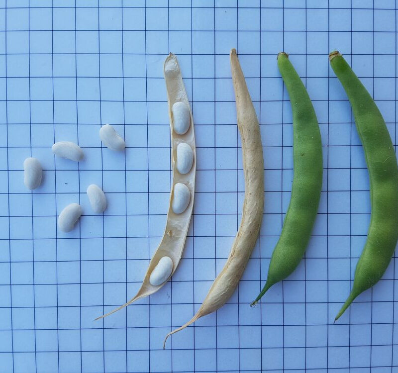 Mongeta del grapat - mata baixa