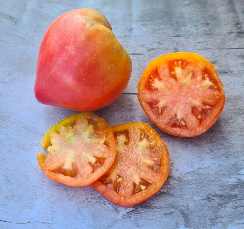 Tomàquet ple de cor. Varietat local.