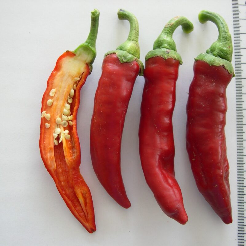 Pebrot bitxo tendral de Tiurana. Varietat local.