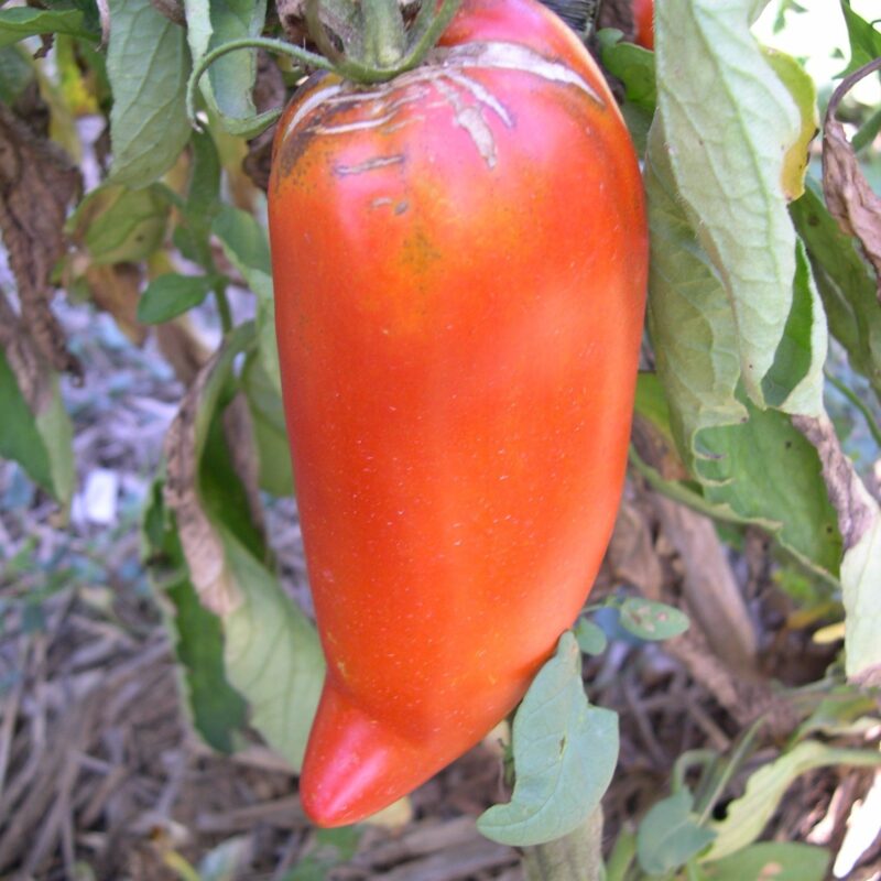 Tomàquet llarg benisilli. Varietat local.