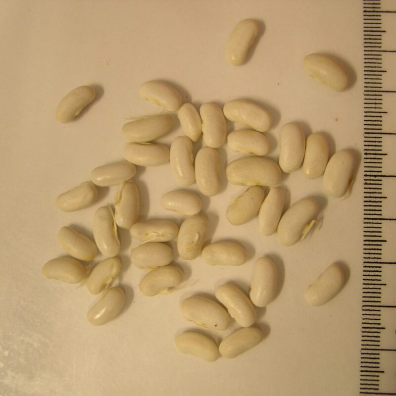 Mongeta tendra de la pobla de Lillet - mata baixa. Varietat local.