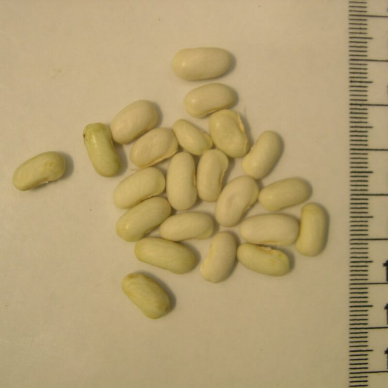 Mongeta de cal Boverí - mata alta