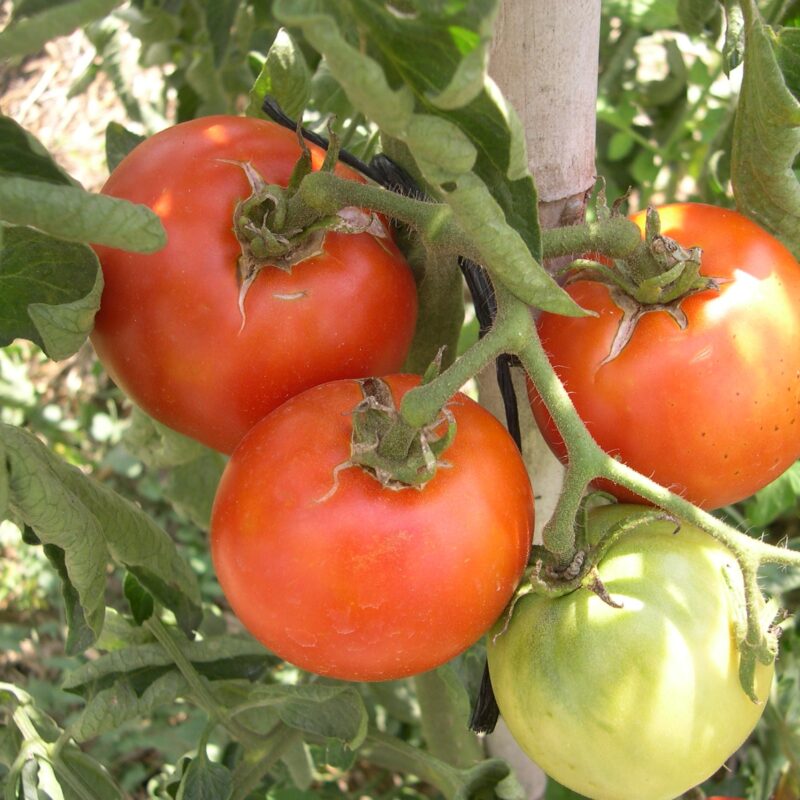 Tomàquet ple palosanto de l'Ametlla