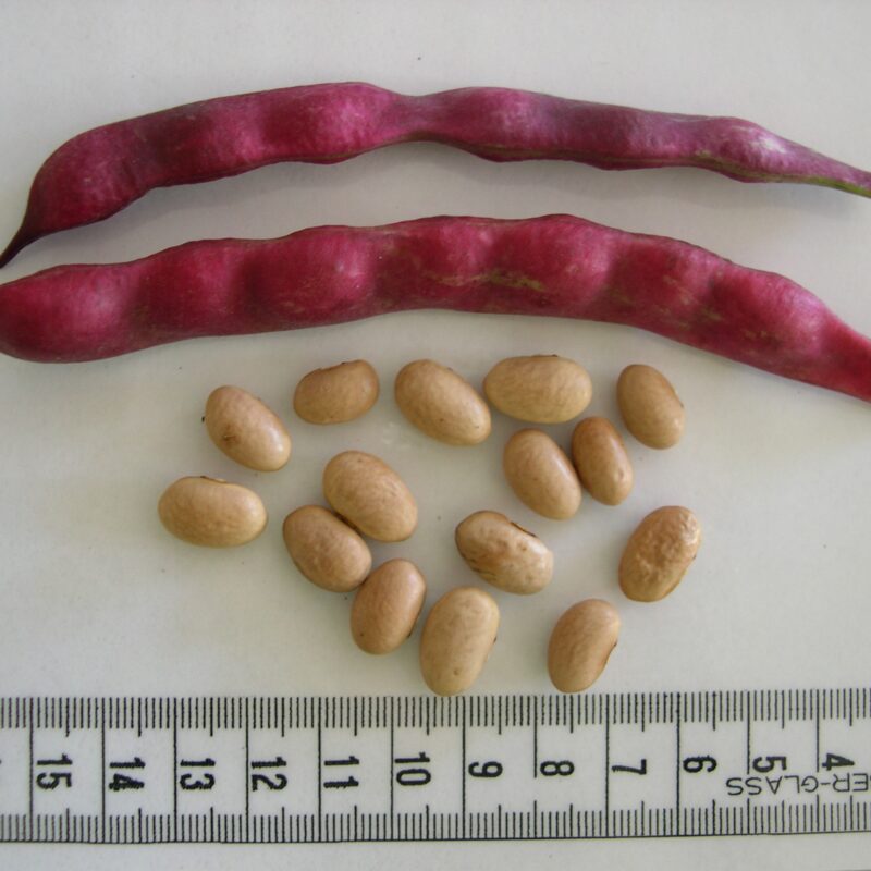 Mongeta afartapobres del Vallès. Varietat local.