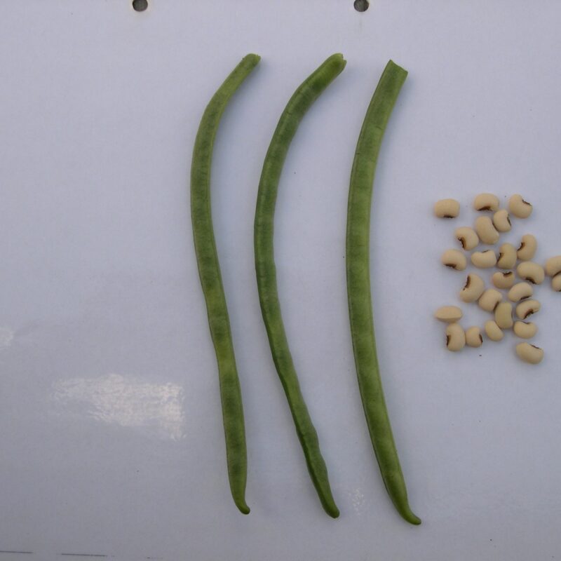 Fesolet de l´ull ros - vigna