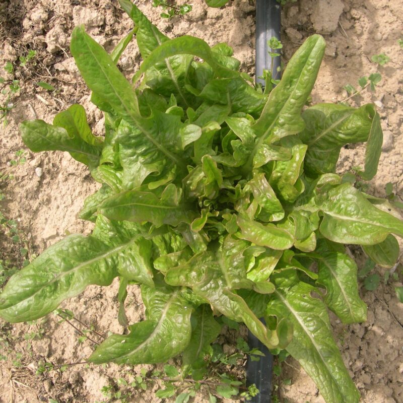 Enciam fulla de roure