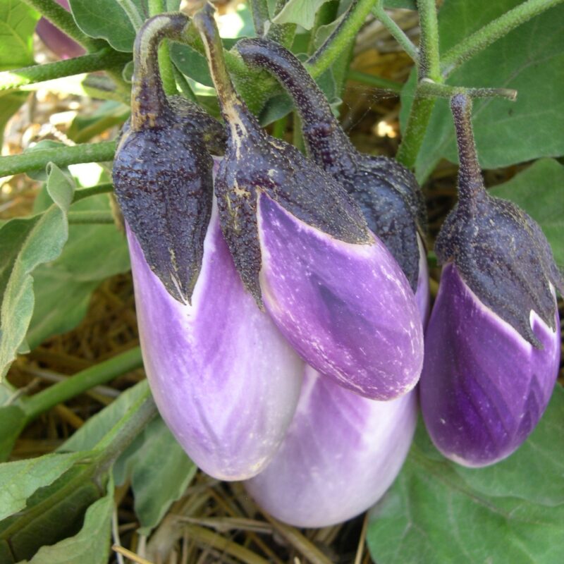Albergínia llarga de Montornès