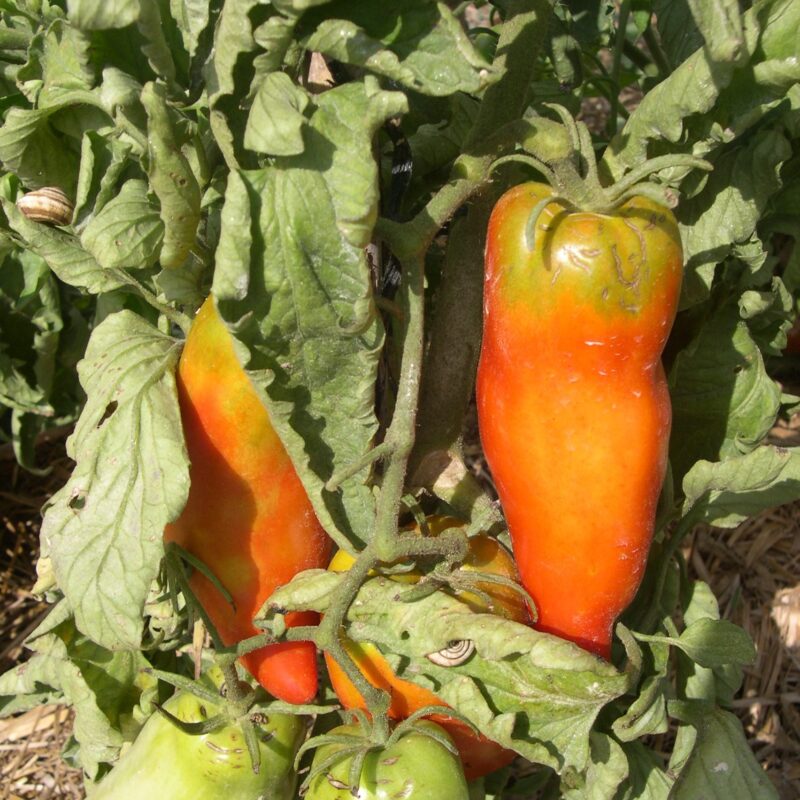 Tomàquet llarg pebrot ple