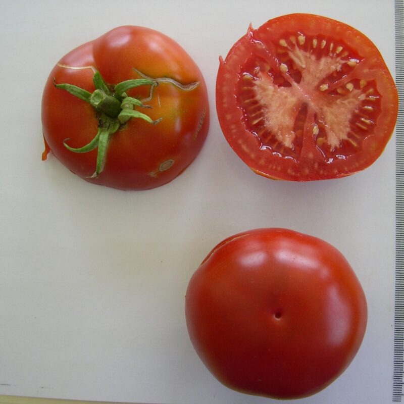 Tomàquet ple pometa de Vilagrassa