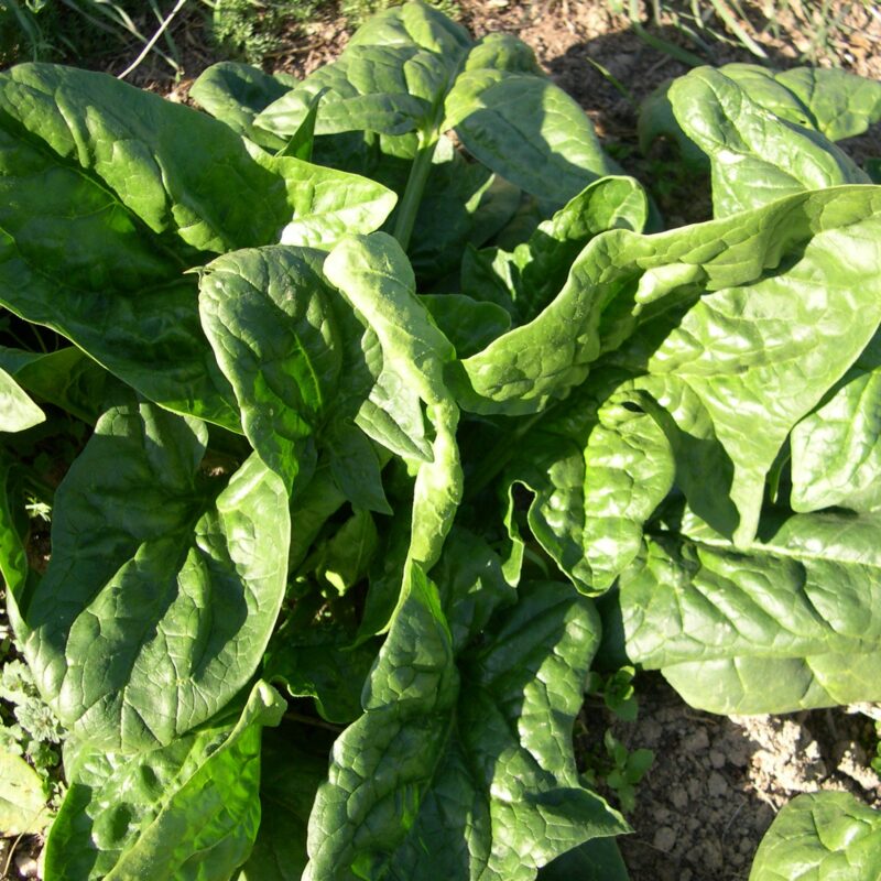 Espinac bledà. Varietat local.