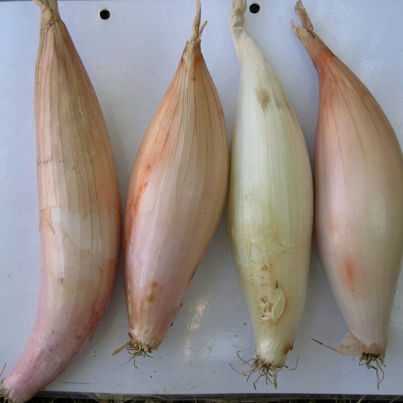 Ceba llarga de Berga o braguer de vaca