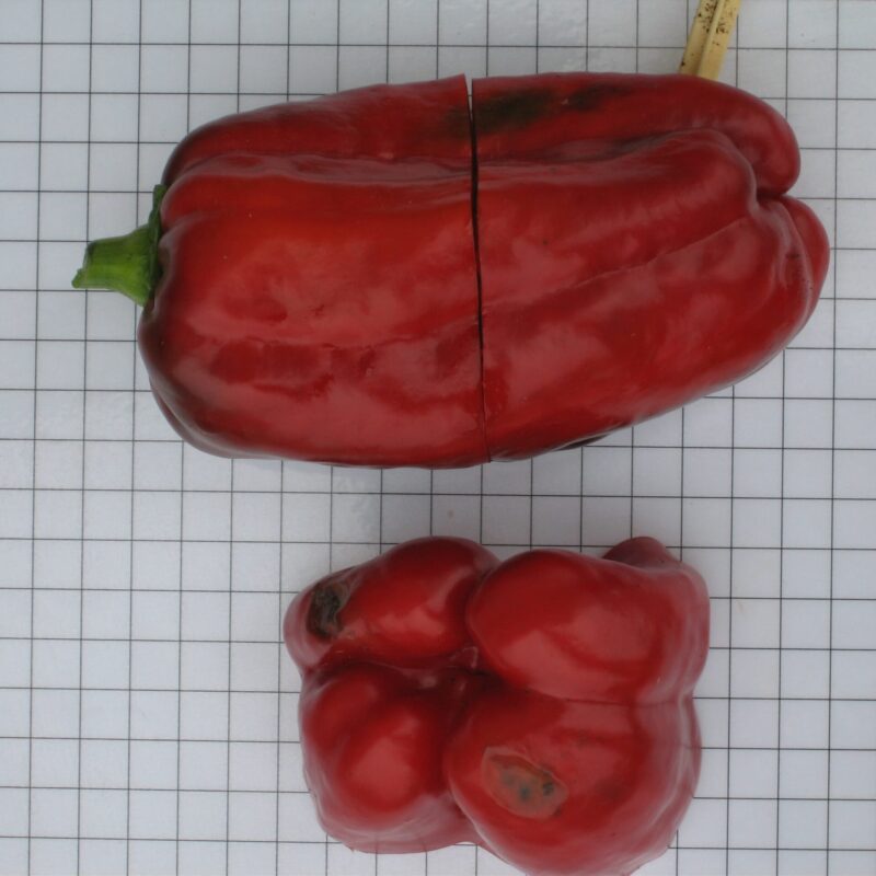 Pebrot quatre morros