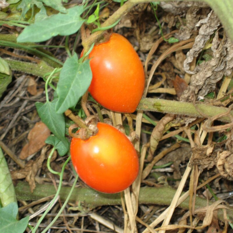 Tomàquet de penjar llarg