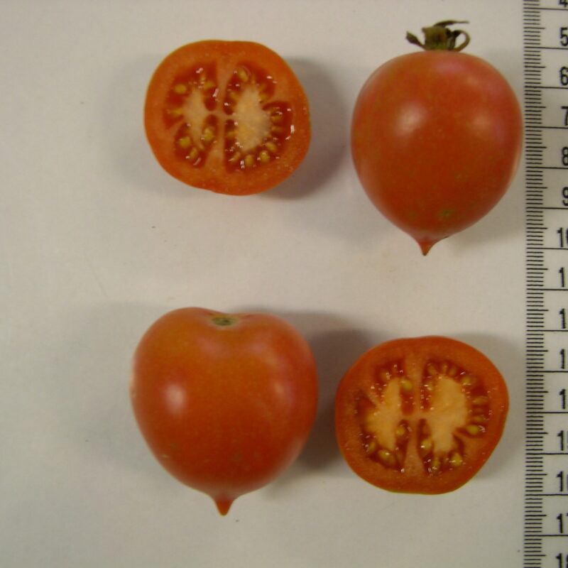 Tomàquet de penjar Mallorquí (Alc.). Varietat local.