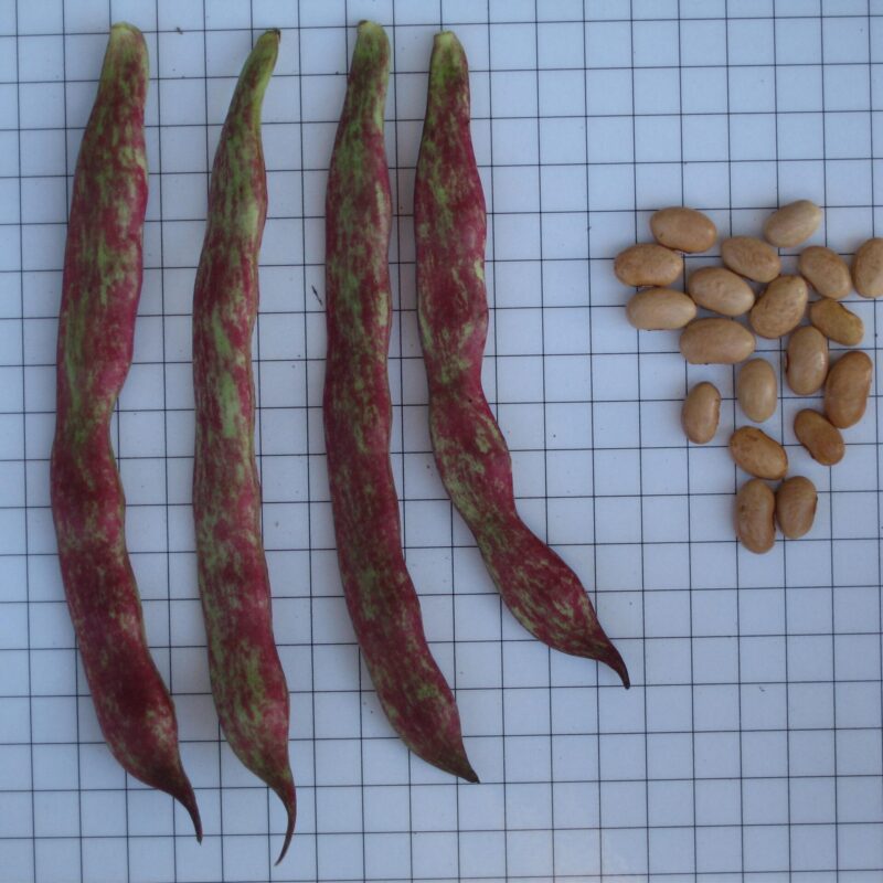 Mongeta facciosa - mata alta