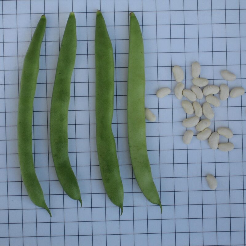 Mongeta de la neu - mata alta. Varietat local.