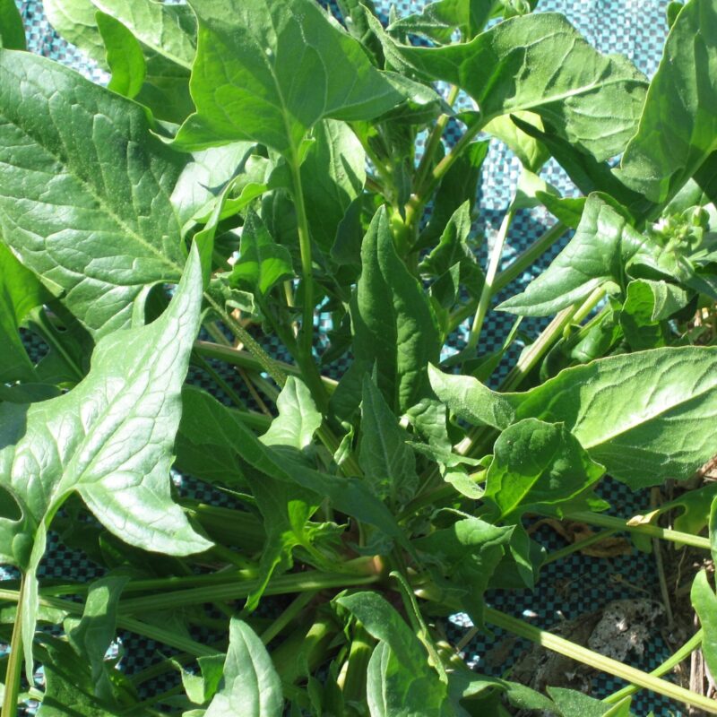 Planter ecològic d'espinac de cava