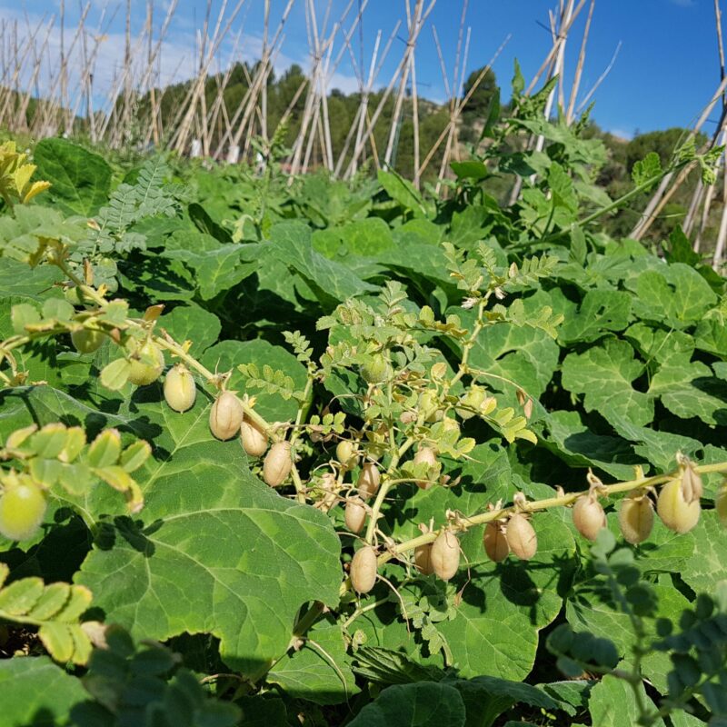 Cigró de Segarra. Varietat local.