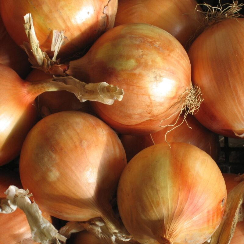 Ceba valenciana de gra