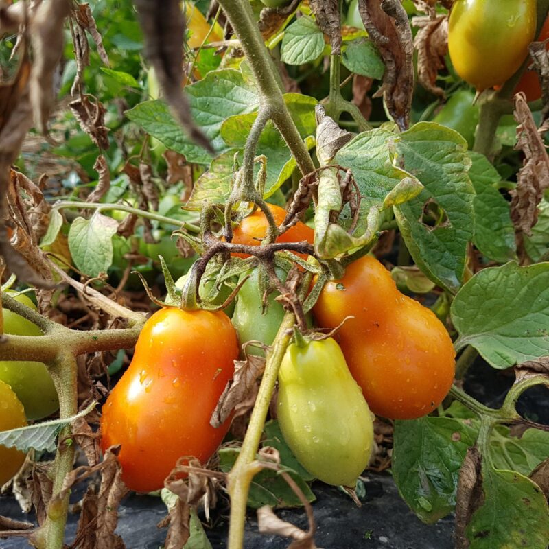Tomàquet ple pera Mallorca. Varietat local.