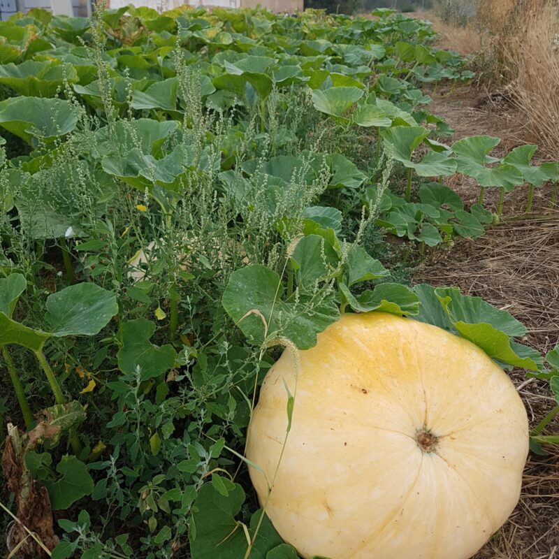 Carbassa guintale - C.maxima