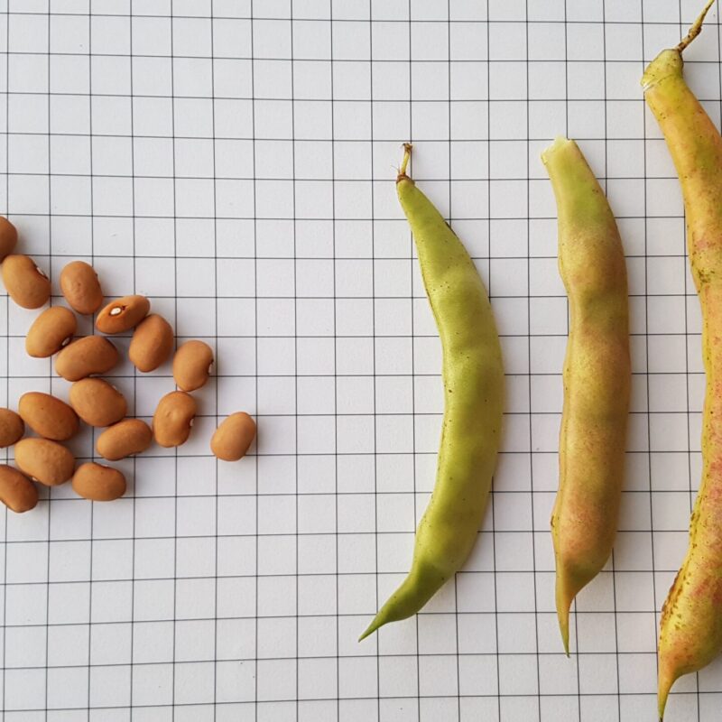 Mongeta del veremar - mata alta. Varietat local.