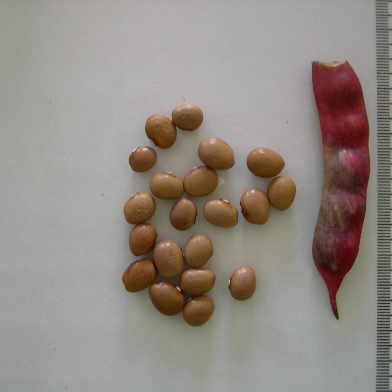 Mongeta del Carme - mata alta. Varietat local.