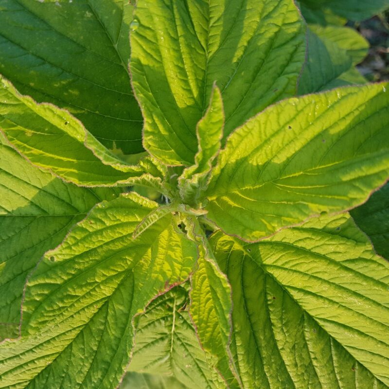 Amarant de fulla gran