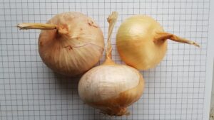Ceba de guardar de Gironella