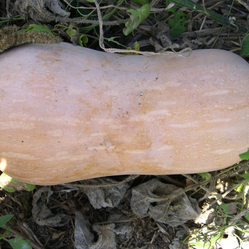 Carbassa llarga - C.moschata