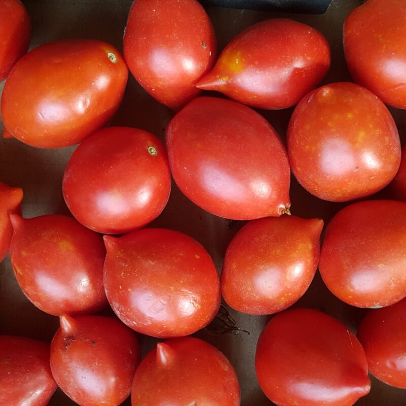 Tomàquet de penjar bombeta, supositori