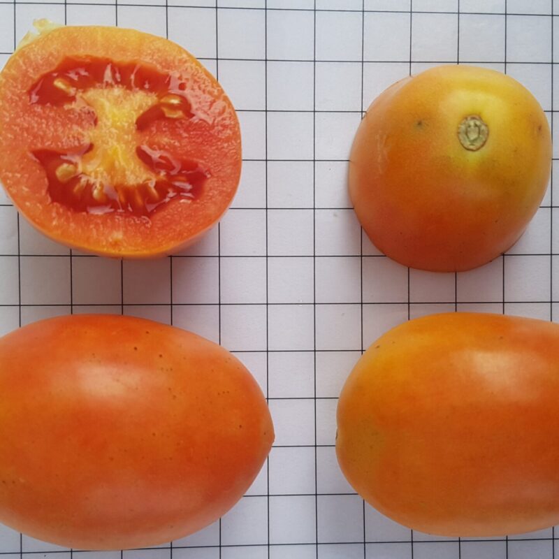 Tomàquet de penjar d'Oliana