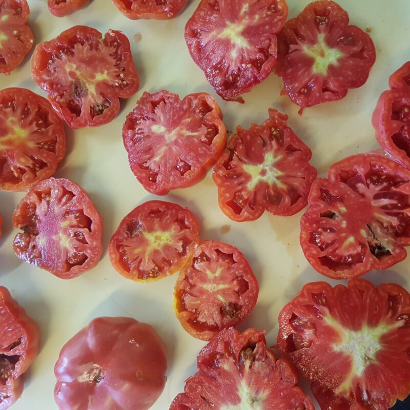 Tomàquet Montserrat mig ple. Varietat local.