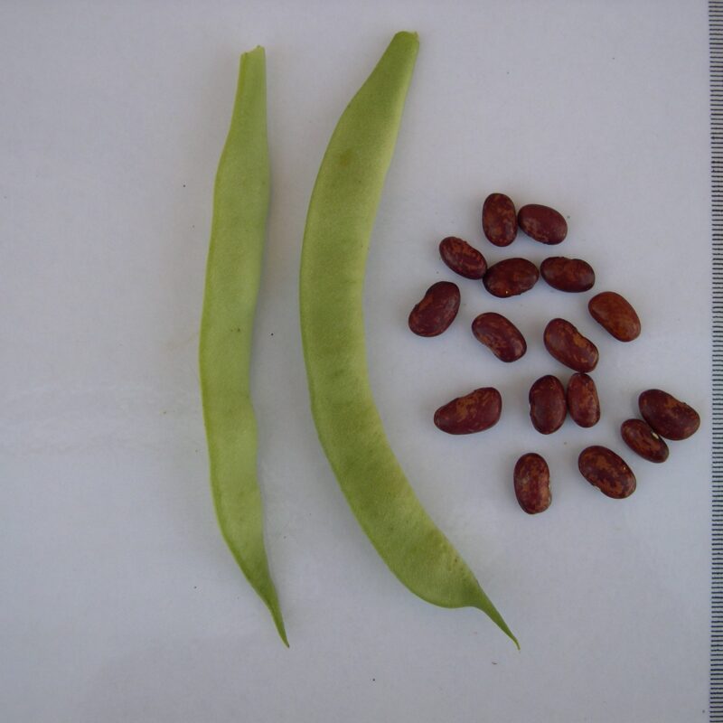 Mongeta avellaneta llaminera- mata alta