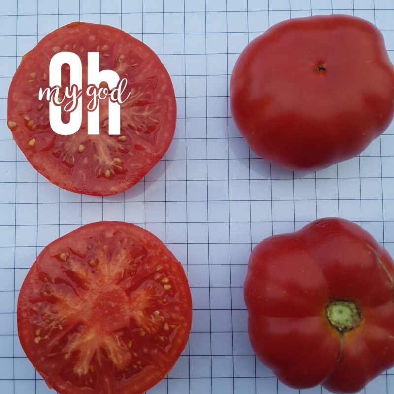 Tomàquet ple nana de la Geltrú