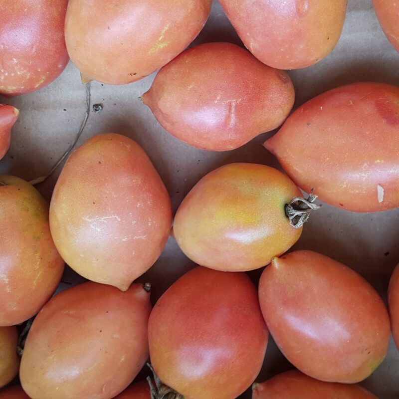 Tomàquet de penjar allargat del Berguedà