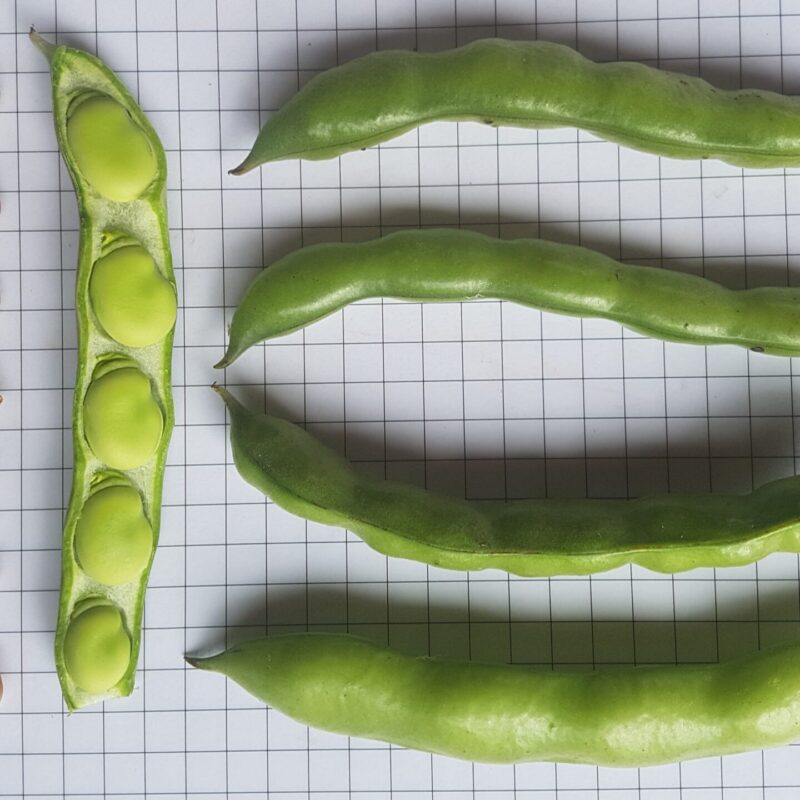 Fava del país d'Aguilar S.