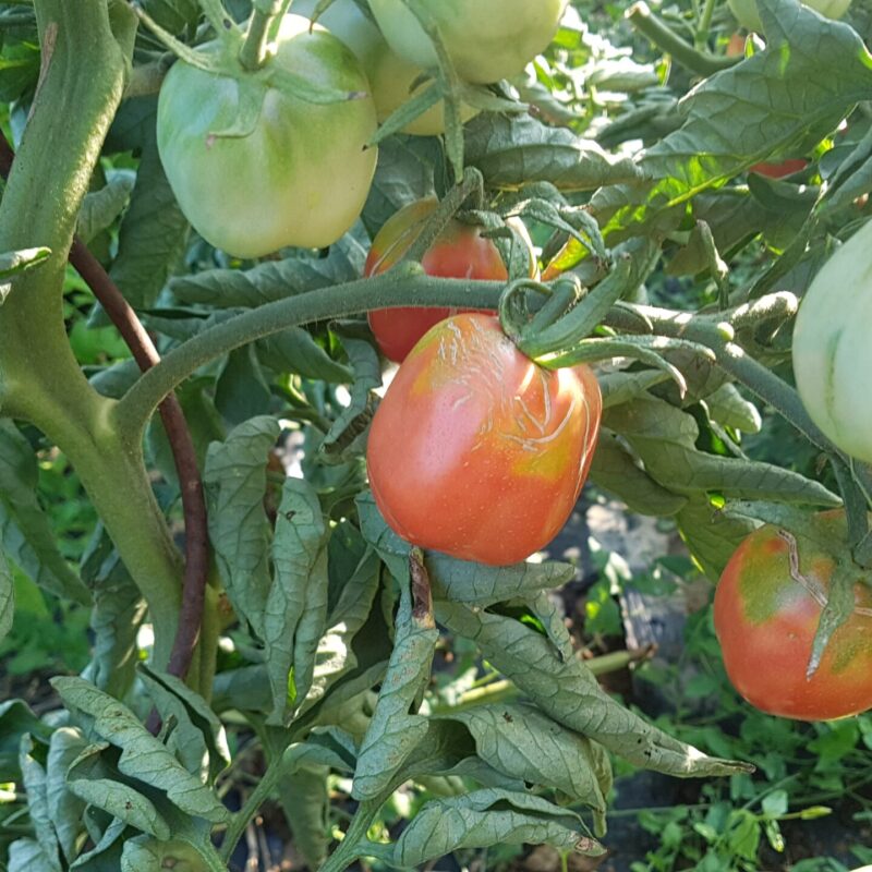 Tomàquet buit rosa petit. Varietat local.